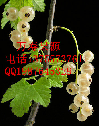 2014中国十大最有种植前景的特色水果之六刺灯果（刺李果）