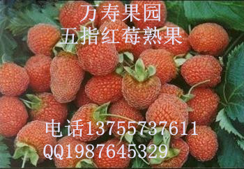 2014中国十大最有种植前景的特色水果之七超级树莓（红树莓）